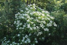 a bush with white flowers in the middle of some trees