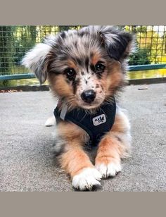 a small dog sitting on the ground wearing a black shirt and looking at the camera