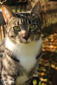 a close up of a cat near a fence