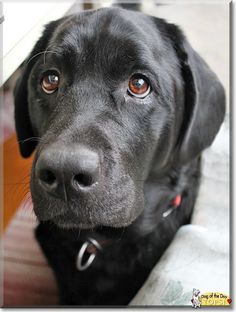 a close up of a black dog looking at the camera