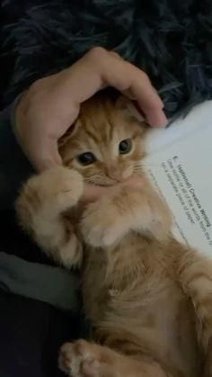 an orange cat sitting on top of a person's lap and holding it up