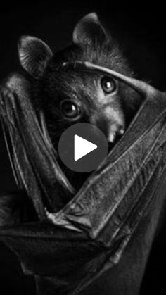 a black and white photo of a bat with the caption's video below it