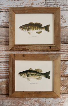 two watercolor paintings of fish in wooden frames on a whitewashed wood plank wall