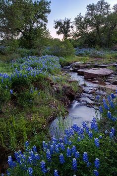 blue flowers are growing along the edge of a stream