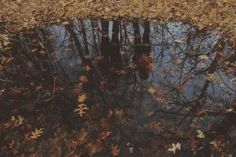 the reflection of trees and leaves in water