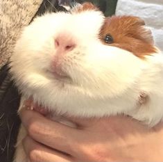 a person holding a brown and white guinea pig