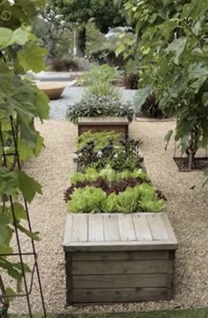 a garden with many different types of plants