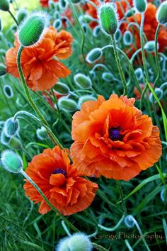 some orange flowers are growing in the grass