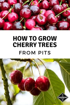 cherries growing on a tree with the title how to grow cherry trees from pits