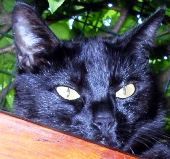 a black cat with yellow eyes looking over the edge of a wooden bench in front of some trees