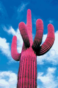 an instagram with a pink cactus in the middle and blue sky behind it that says don't messposa