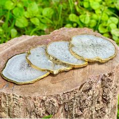 four slices of wood sitting on top of a tree stump