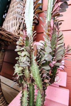 a plant in a vase sitting on a pink bench next to a wicker basket