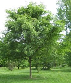 a tree in the middle of a grassy field