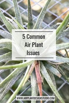 an air plant with the words 5 common air plant issues on it's side