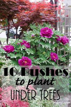 pink flowers with the words 10 business to plant under trees in front of them and below