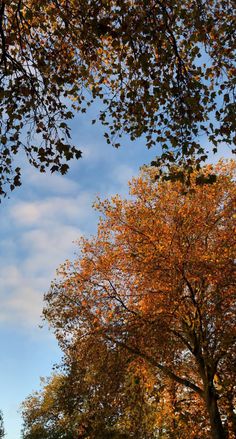 trees with orange leaves and blue sky in the background