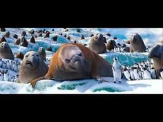 an image of penguins and sea lions in the snow with penguins around them, one penguin is laying down