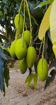 some green fruit hanging from a tree in the dirt and leaves on it's branches