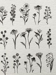 various types of flowers drawn on paper with pen and ink, all in different sizes