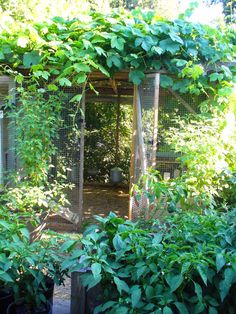 an outdoor area with lots of green plants