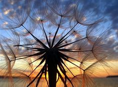 a dandelion with the sun setting in the background and some water behind it