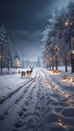 two deer walking down a snowy road at night with lights on trees in the background