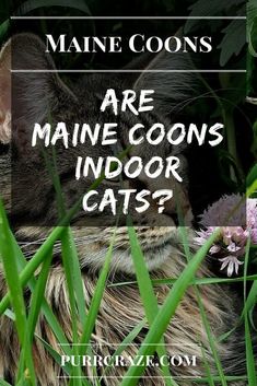 Cats Mainecoon, Cats Facts, Kitty Ideas, How To Cat, Cat Diet, Cat Whisperer, F2 Savannah Cat, Cat Spray, Savannah Cat