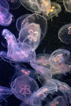 many jellyfish are swimming in the water