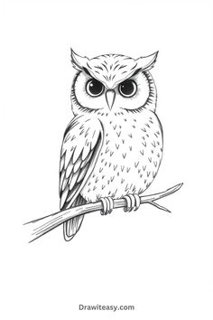 A detailed black-and-white sketch of an owl perched on a branch, with large, expressive eyes. Animal Drawings For Beginners, Draw On Canvas, Animal Drawing Ideas, Animals To Draw, Drawings For Beginners, Fun Animals, Easy Animals, Expressive Eyes