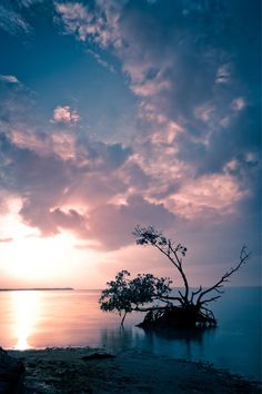 a tree that is sitting in the middle of some water at sunset or sunrise time