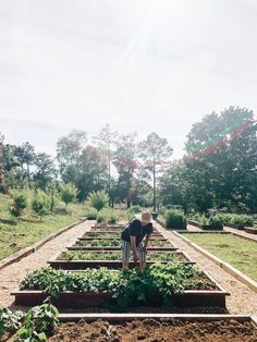 a person standing in the middle of a row of raised beds with plants growing from them