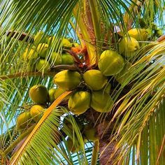 coconuts are growing on the palm tree