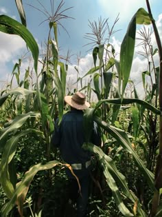 a man in a straw hat walking through a corn field