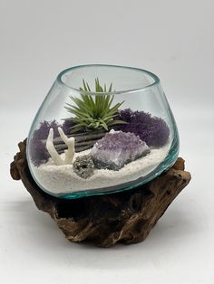 a glass bowl filled with rocks and plants on top of a piece of driftwood