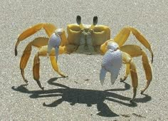 two yellow and white crabs on the sand