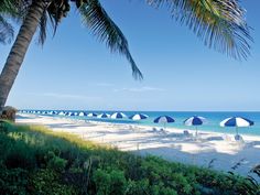 the beach is lined with umbrellas and palm trees