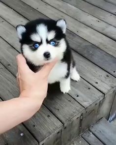 a person is petting a small husky puppy on a wooden bench with blue eyes