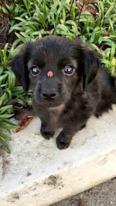 a small black dog sitting on top of a cement slab next to bushes and plants