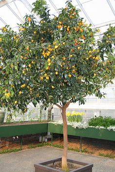 an orange tree in a greenhouse filled with lots of fruit