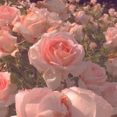 pink roses are blooming in the garden