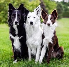 three dogs are sitting in the grass and one dog is black, white and brown