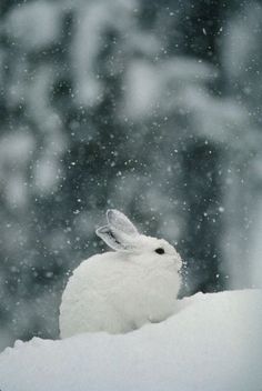 a white rabbit is sitting in the snow