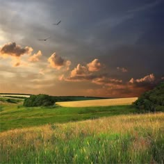 a bird flying over a lush green field under a cloudy sky with trees in the foreground