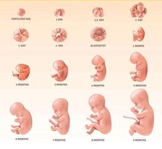 an image of different stages of fetuses in the body and how to use them