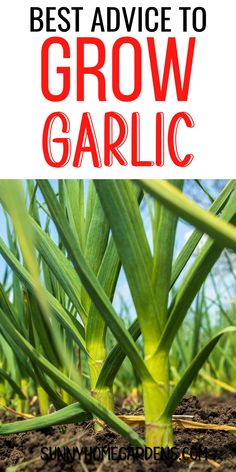 the best advice to grow garlic