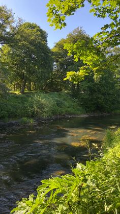 a river running through a lush green forest