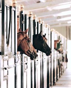 two horses standing next to each other in a room filled with metal pipes and poles