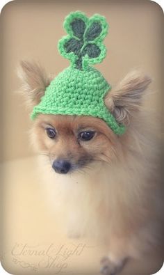 a small dog wearing a crocheted hat with a shamrock on it's head