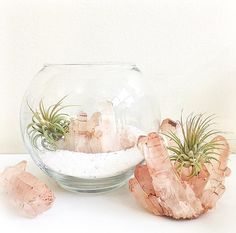 an air plant in a glass bowl with some pink rocks and seaweed on the side